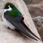 image of bird