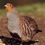 image of bird