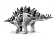 image of stegosaurus