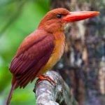 image of bird