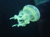 image of animal