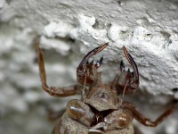 image of cicada