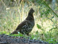 image of ruffed_grouse