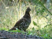 image of grouse #0