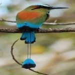 image of bird