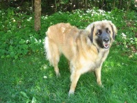 image of animal