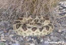 image of sidewinder