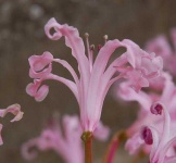 image of flower