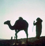 image of arabian_camel