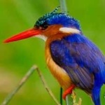 image of bird