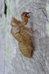 image of cicada