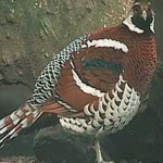 image of bird