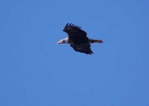 image of bald_eagle