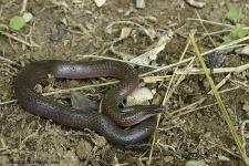 image of thunder_snake