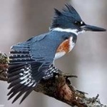 image of bird