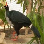 horned_guan