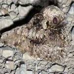 image of bird