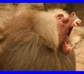 image of baboon