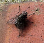 image of fly #32