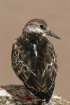 image of ruddy_turnstone