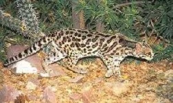 image of animal