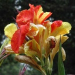 image of flower