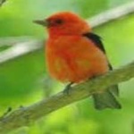 image of bird