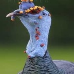 image of bird