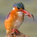 image of bird