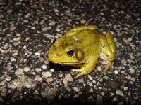 image of bullfrog