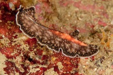 image of flatworm