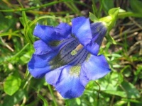 image of flower