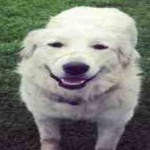 image of animal