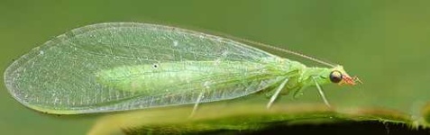 image of lacewing