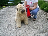 image of wheaten_terrier #27