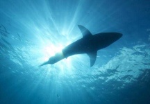 image of shark #21