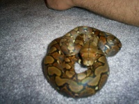 image of rock_python
