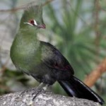 image of bird