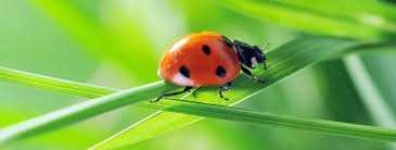 image of ladybugs #50