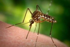 image of mosquito