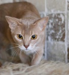 image of animal