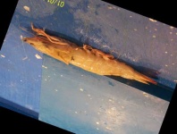 image of fish