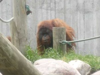 image of orangutan