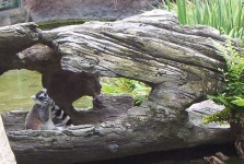 image of madagascar_cat