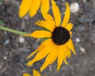 image of flower