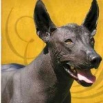 image of animal