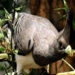 image of bird
