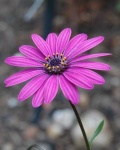 image of flower