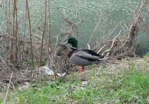image of drake
