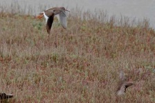 image of redshank